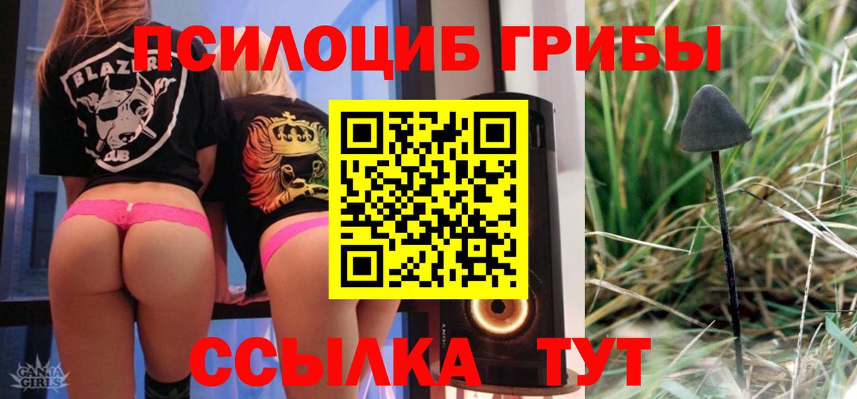Галлюциногенные грибы Psilocybe Лесозаводск